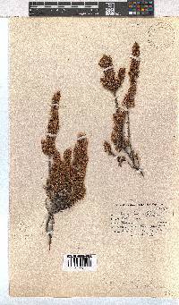 Erica imbricata image