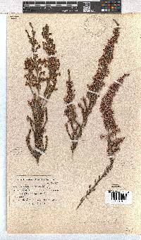 Erica imbricata image