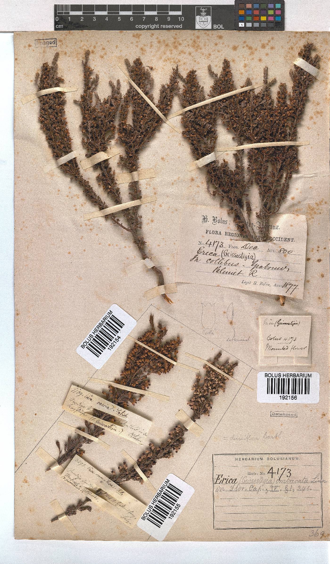 Erica imbricata image
