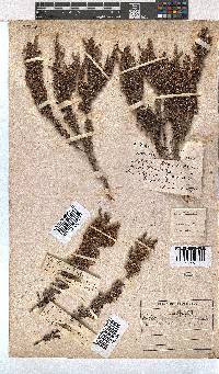 Erica imbricata image