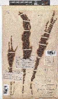 Erica imbricata image