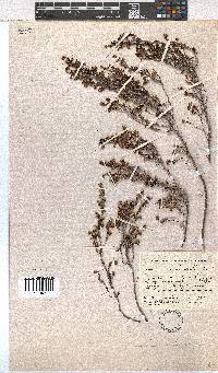 Erica imbricata image