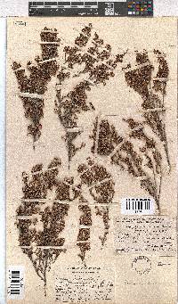 Erica imbricata image