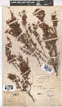 Erica imbricata image