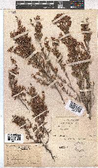 Erica imbricata image