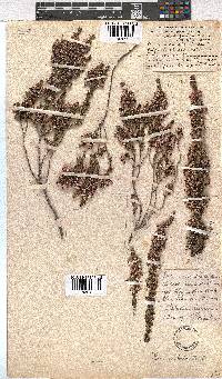 Erica imbricata image