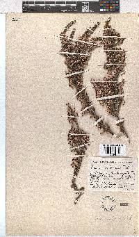 Erica imbricata image