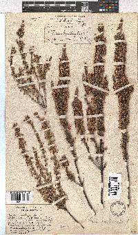 Erica imbricata image