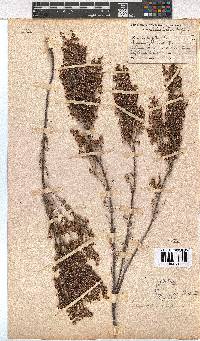 Erica imbricata image