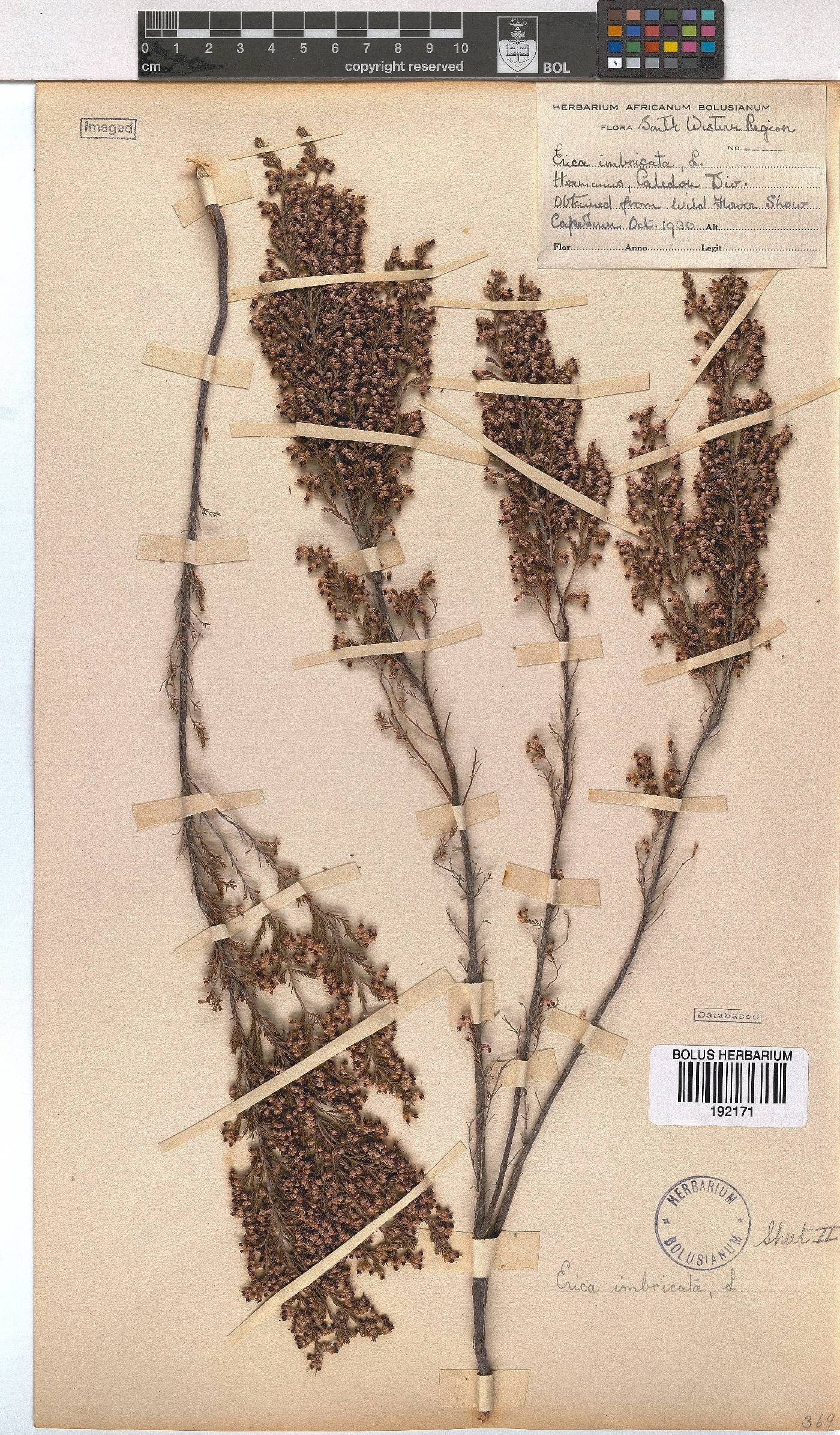 Erica imbricata image