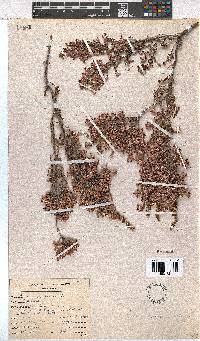 Erica imbricata image