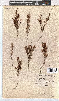 Erica imbricata image