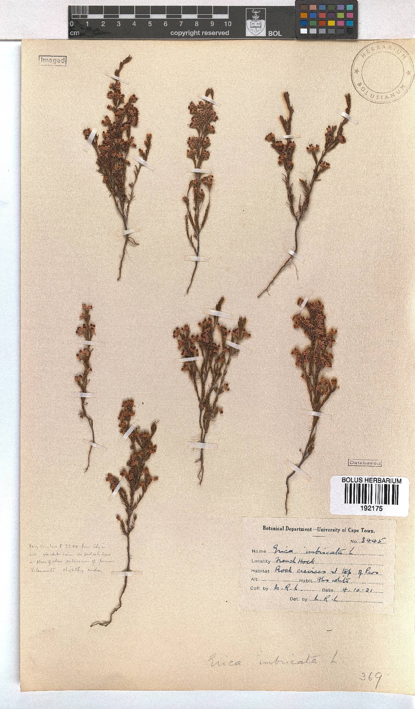 Erica imbricata image