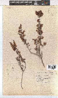 Erica imbricata image