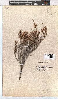 Erica imbricata image