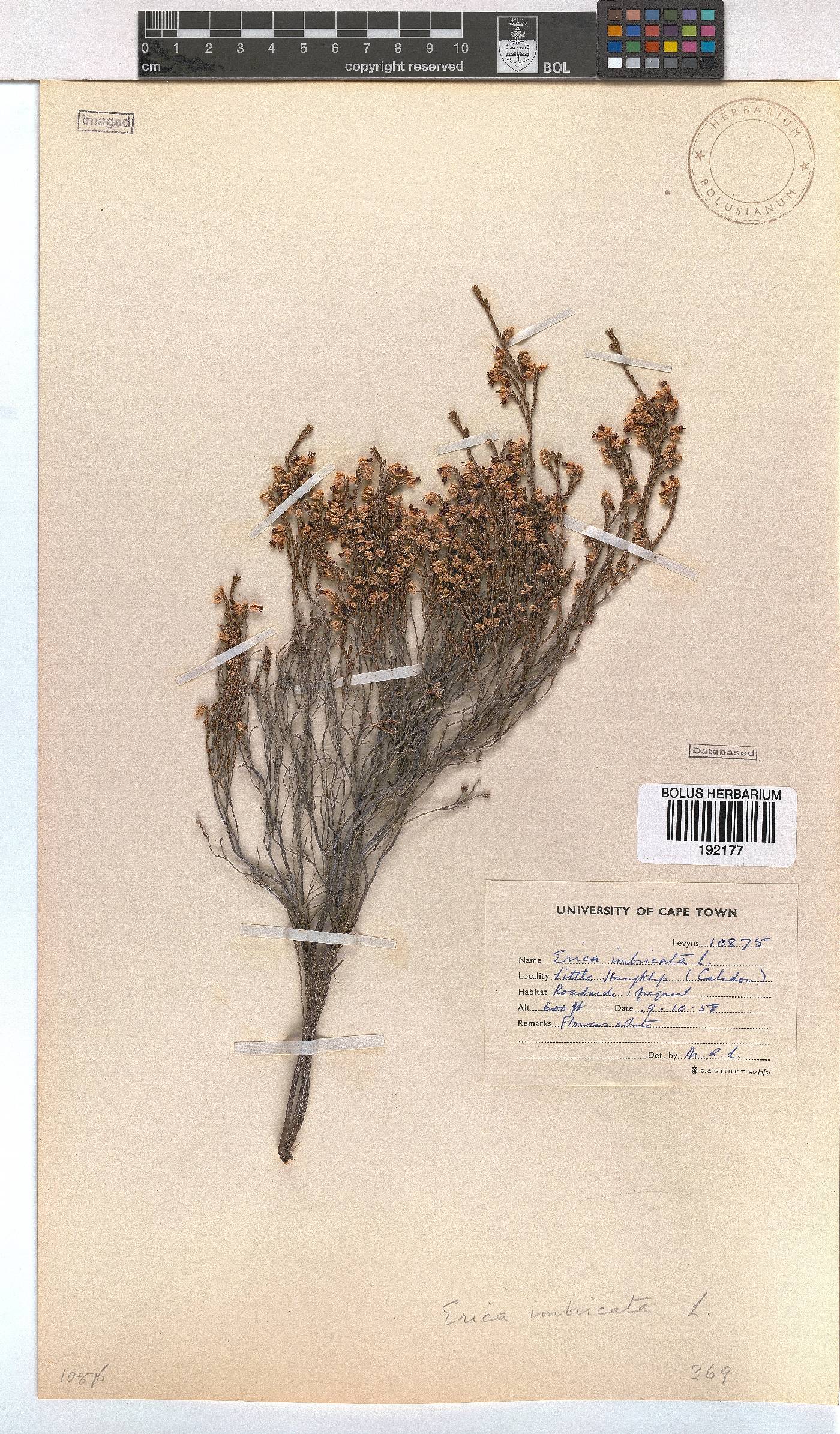 Erica imbricata image