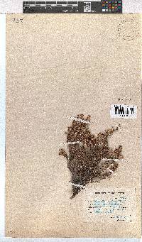 Erica imbricata image