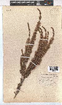 Erica imbricata image