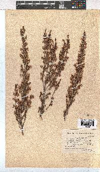 Erica imbricata image