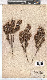 Erica imbricata image