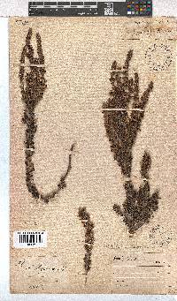 Erica imbricata image