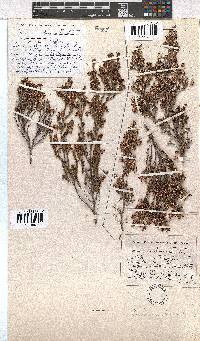 Erica imbricata image