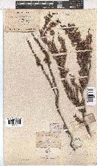 Erica imbricata image