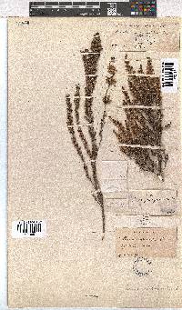 Erica imbricata image