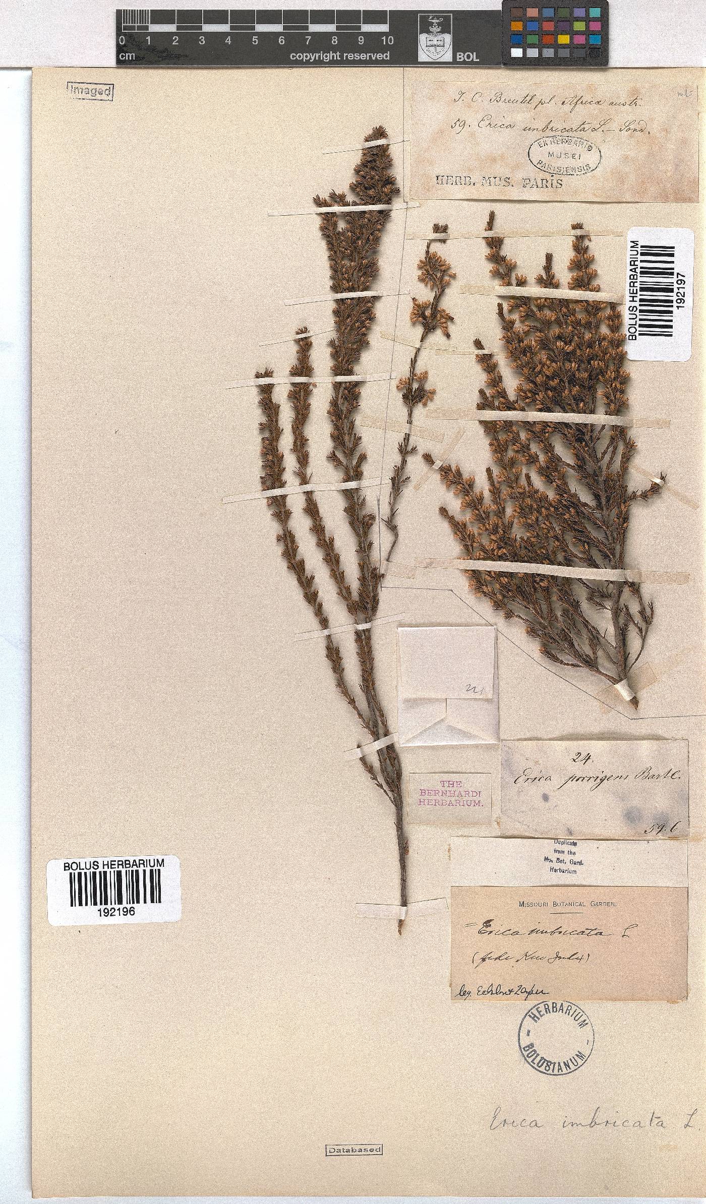 Erica imbricata image