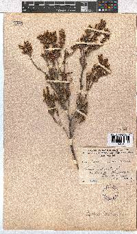 Erica imbricata image