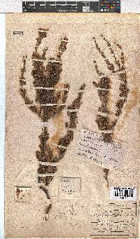 Erica imbricata image