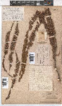 Erica imbricata image