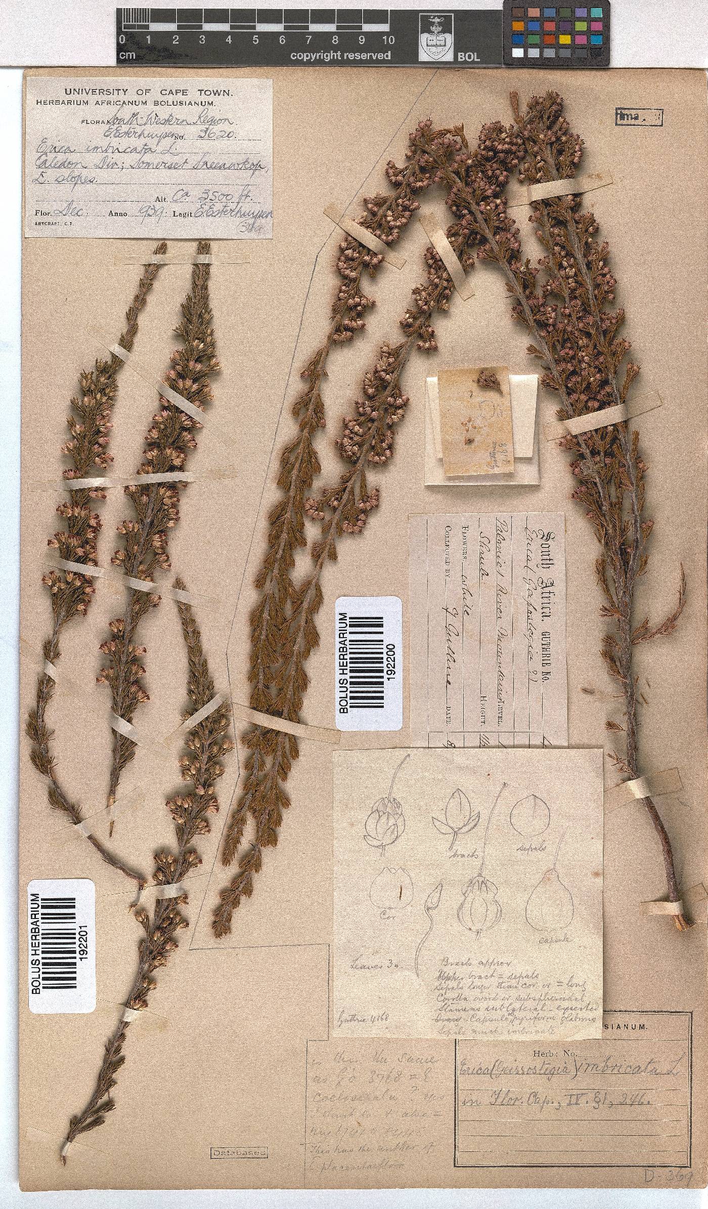 Erica imbricata image