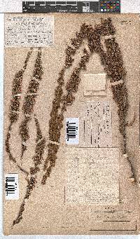 Erica imbricata image