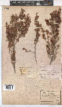 Erica imbricata image