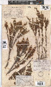 Erica imbricata image