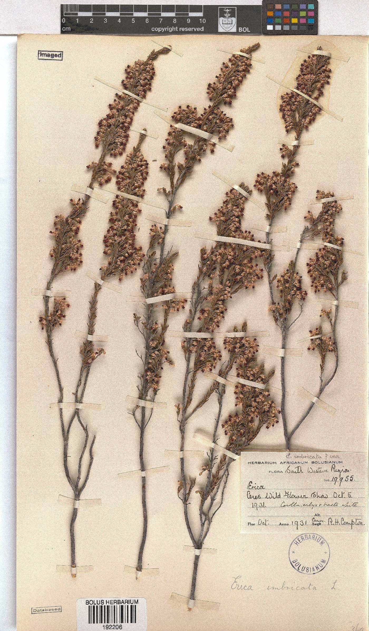 Erica imbricata image