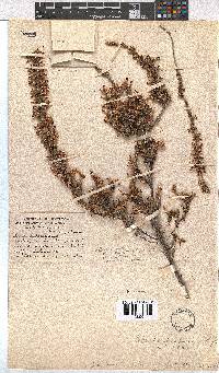 Erica imbricata image