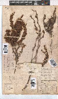 Erica imbricata image