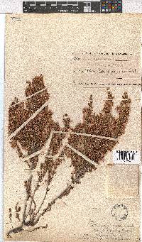 Erica penicilliformis image