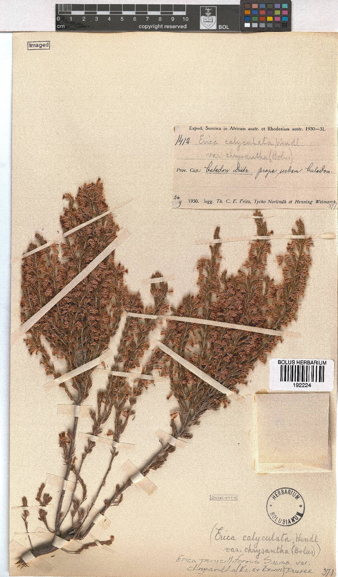 Erica penicilliformis image