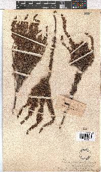 Erica penicilliformis image