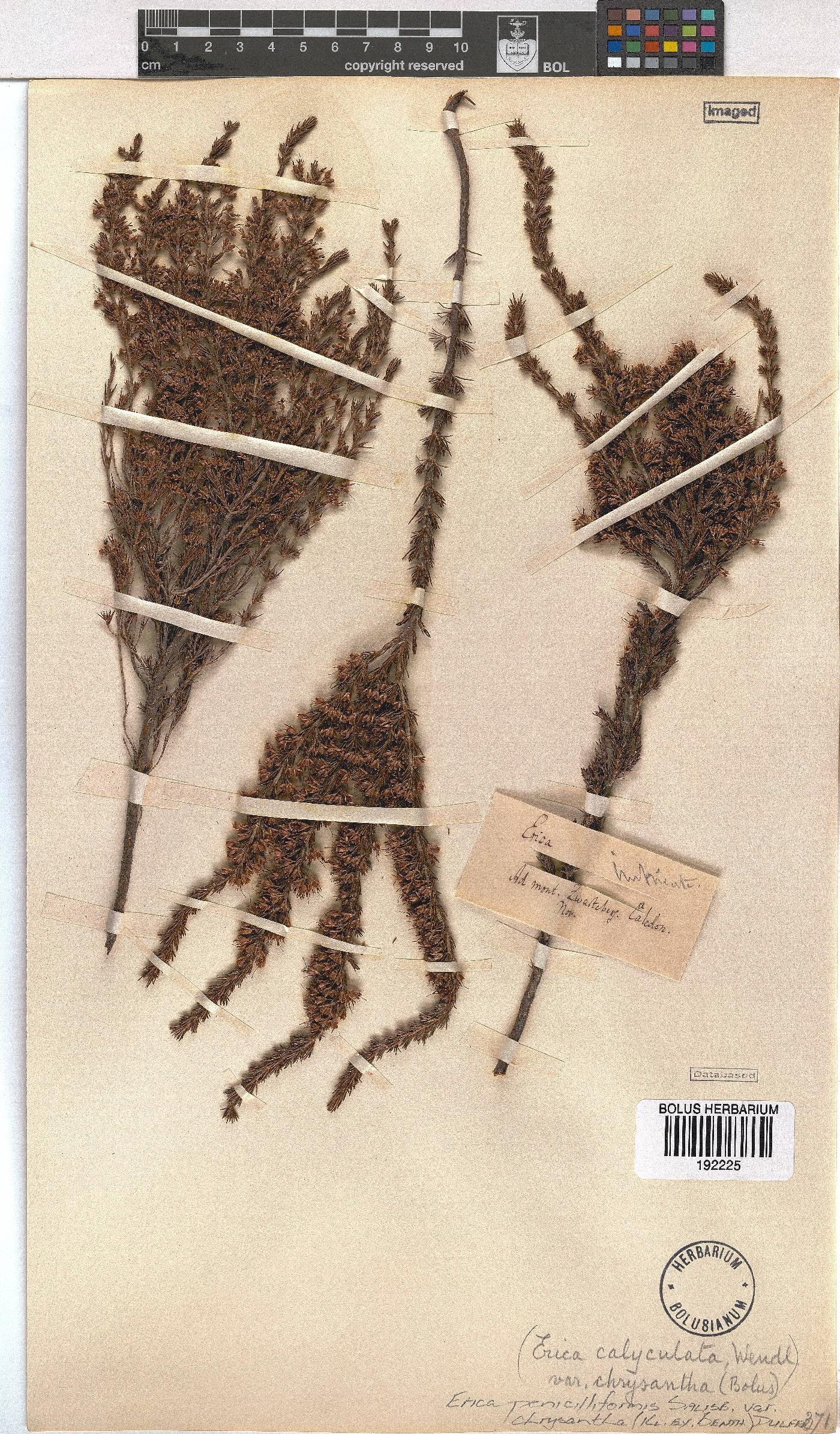 Erica penicilliformis var. chrysantha image