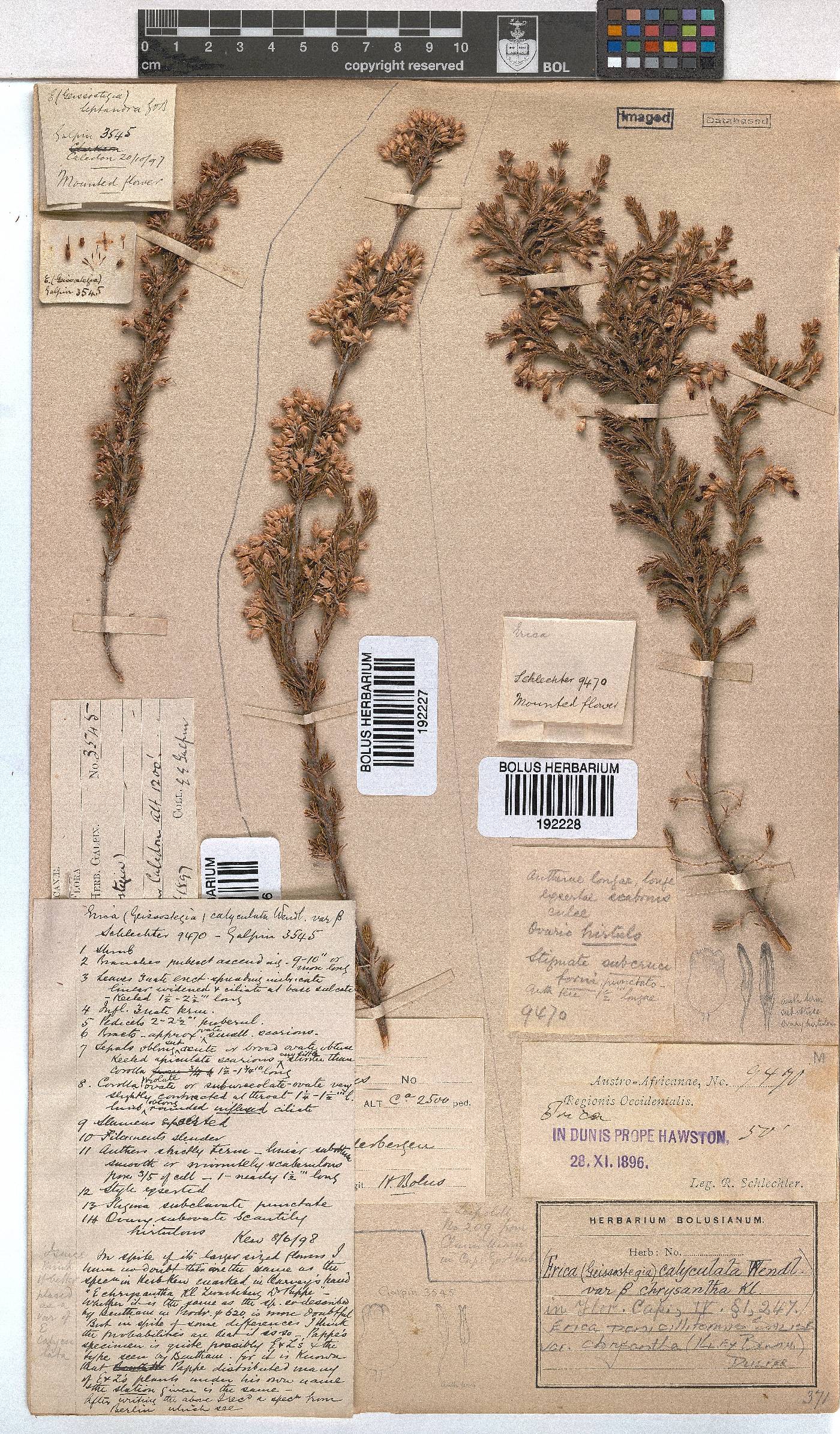Erica penicilliformis var. chrysantha image