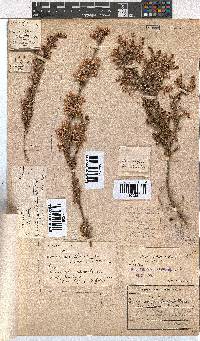 Erica penicilliformis image