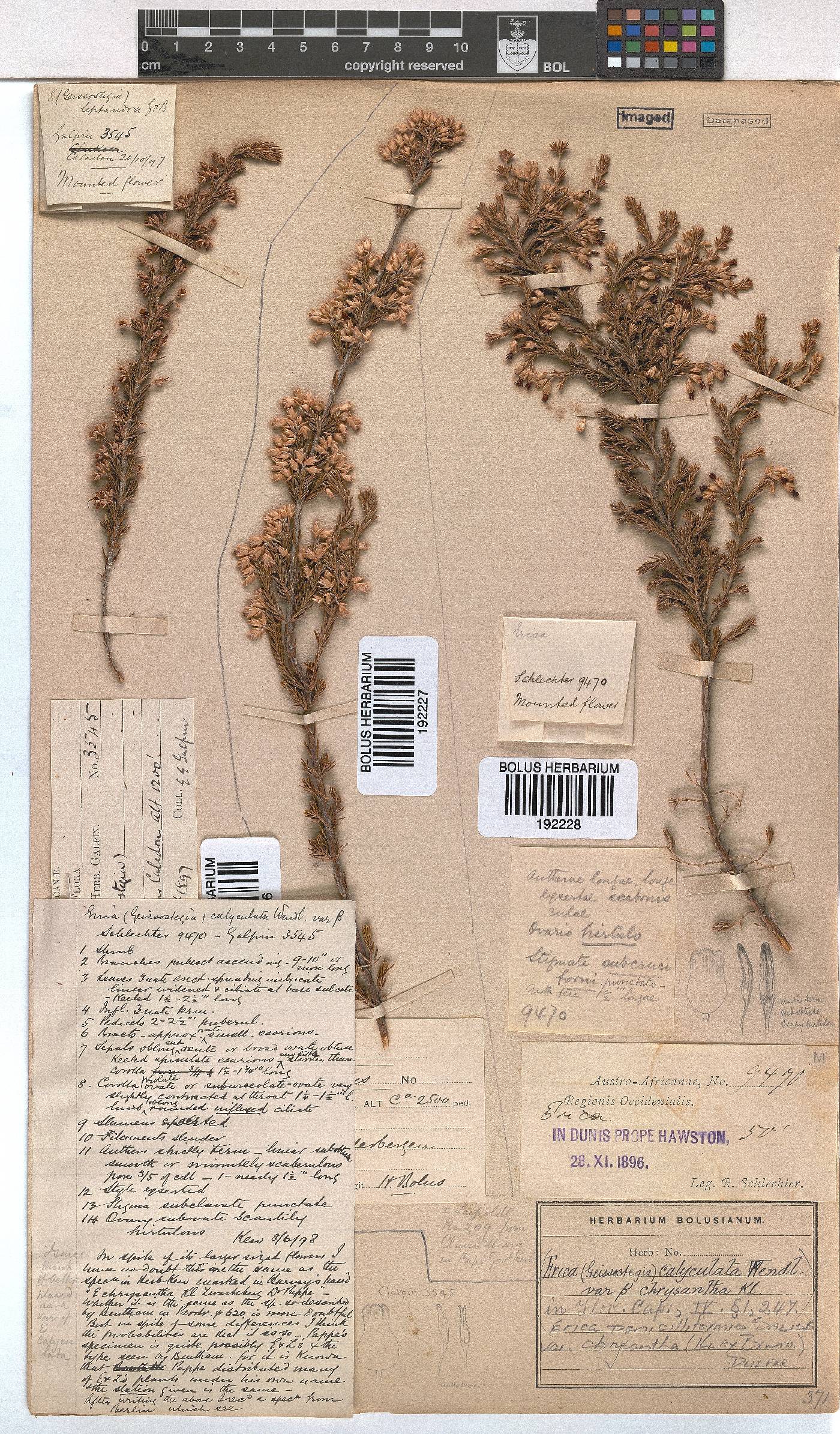 Erica penicilliformis var. chrysantha image