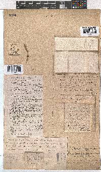 Erica penicilliformis image