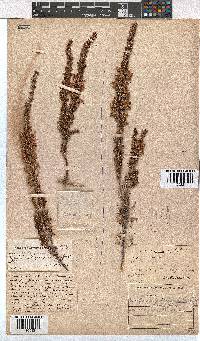 Erica penicilliformis image