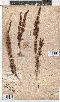 Erica penicilliformis image