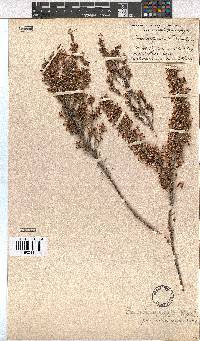 Erica penicilliformis image